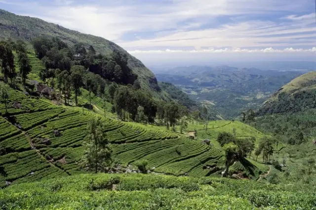 Tailor Made Holidays & Bespoke Packages for Ceylon Tea Trails